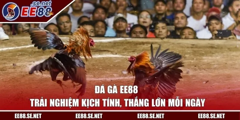đá gà
